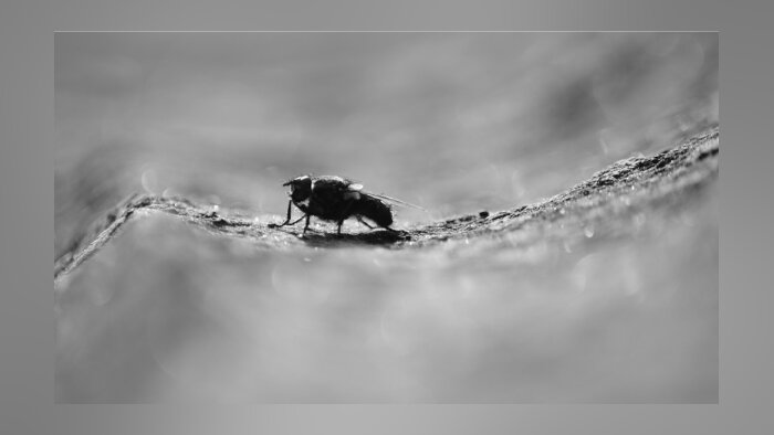 Dermatose nodulaire contagieuse : attention à ne pas véhiculer les insectes vecteurs entre élevages
