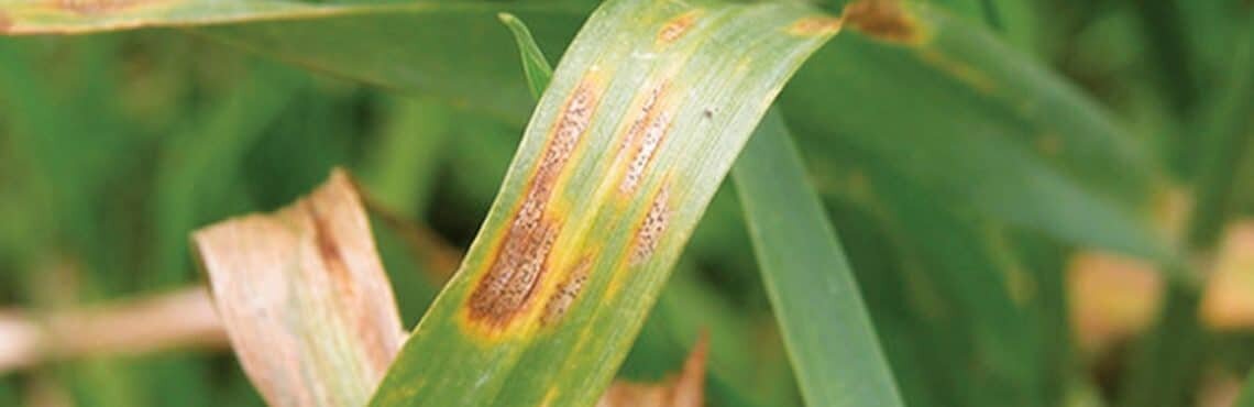 Constituez une gamme fongicide rentable et durable, même sans Chlorothalonil - © D.R.