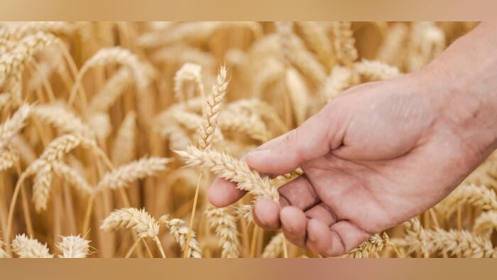 Fongicides céréales, Protecteur Par Nature