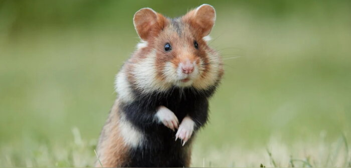 Dispositif d’aide pour le maintien de bandes de céréales favorables au hamster commun
