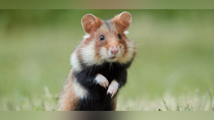 Dispositif d’aide pour la préservation du hamster commun dans le Bas-Rhin et le Haut-Rhin