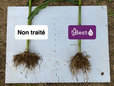 Les racines sont mieux ancrées dans le sol. Essais Bayer 2024 Pressigny (52) Grand Est.  - © Bayer