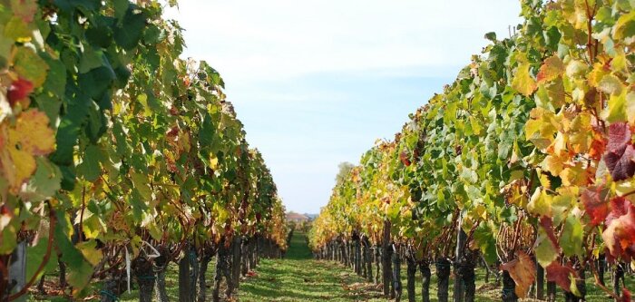 Plus des deux tiers des Vignerons indépendants en bio ou en HVE