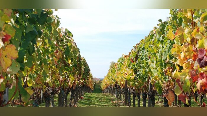 Plus des deux tiers des Vignerons indépendants en bio ou en HVE