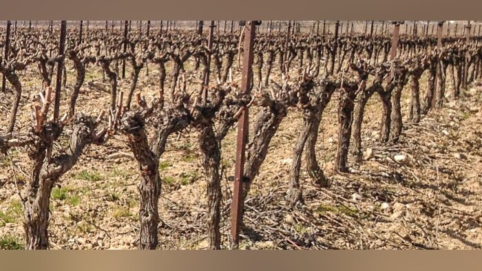 Stress climatiques de la vigne : les solutions