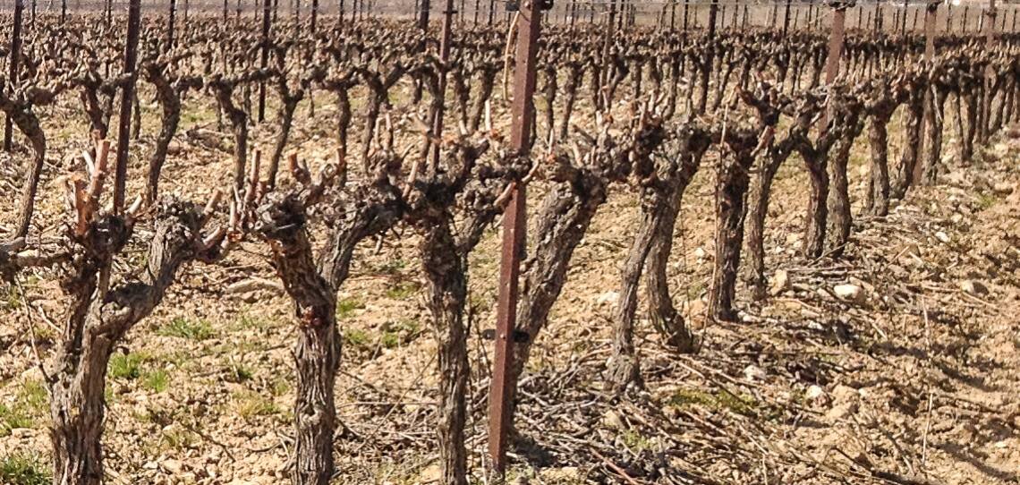 Stress climatiques de la vigne : les solutions - © D.R.