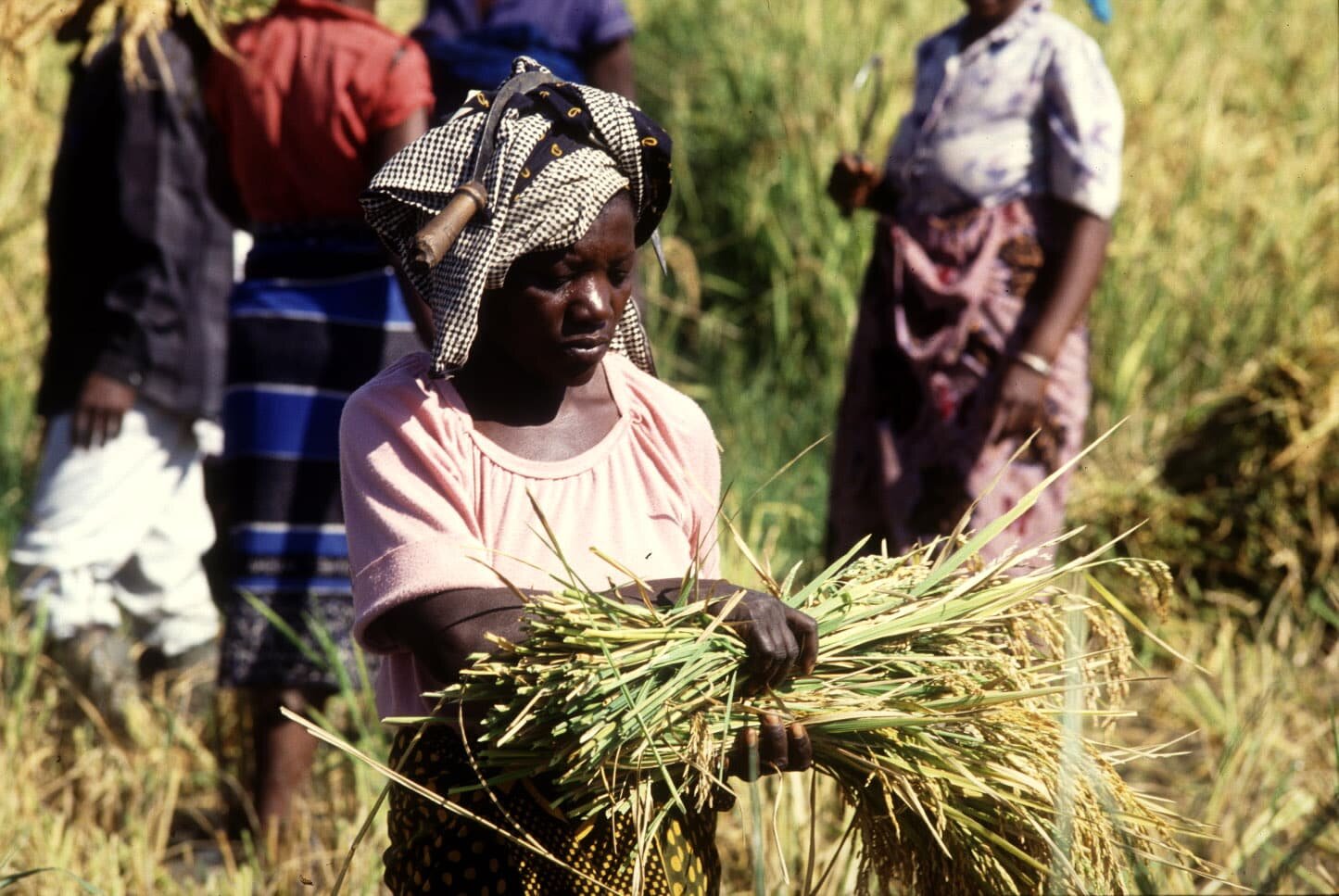Covid-19, un risque de crise alimentaire mondiale - © D.R.
