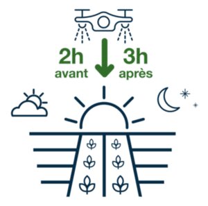 Colza : contrôler efficacement le sclérotinia et ses autres maladies - © D.R.