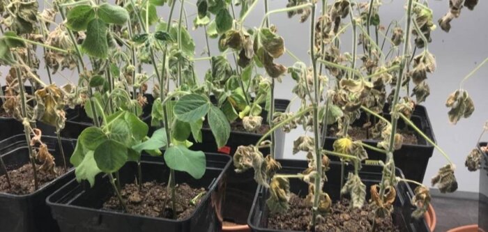 Elicit Plant lève 45 M€ pour accélérer son expansion internationale