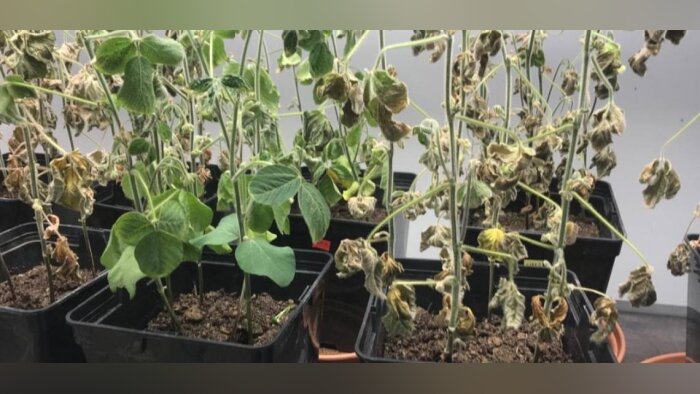 Lutter efficacement contre le stress hydrique : la technologie inédite d’Elicit Plant reconnue par une première AMM