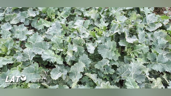 La fertilisation azotée du colza : un enjeu économique et environnemental majeur