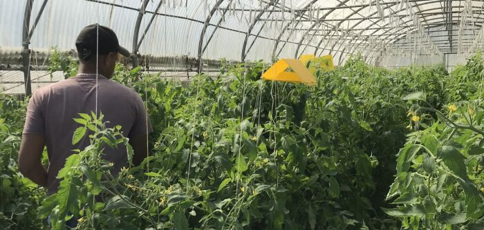 Biocontrôle, un pas de plus vers la simplification réglementaire