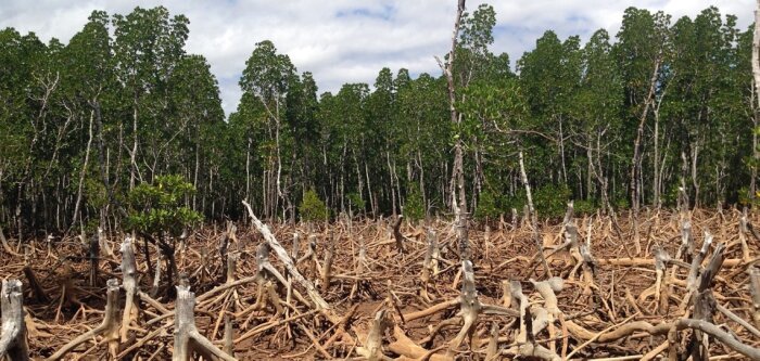 La Commission lance un projet pilote de système d’information sur le « zéro déforestation »