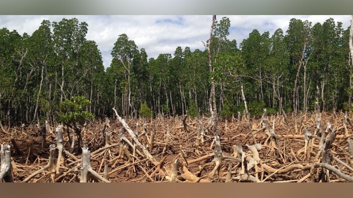 La Commission lance un projet pilote de système d’information sur le « zéro déforestation »