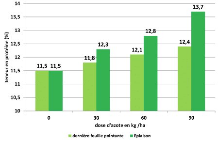 Apparition de la dernière feuille des blés : top départ pour le dernier apport d’azote - © D.R.
