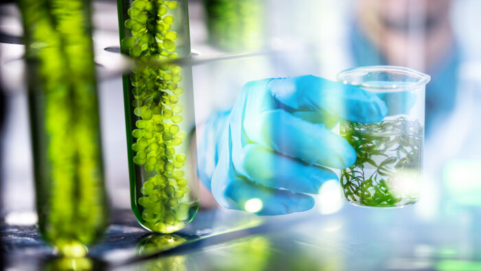 Biostimulants : le ministère de la Transition écologique veut développer la filière des algues