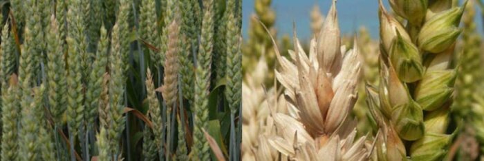 Comment maîtriser la fusariose à la floraison ?