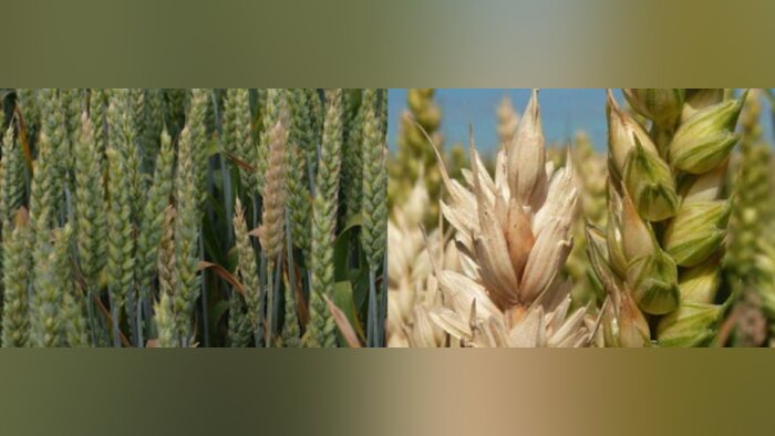Comment maîtriser la fusariose à la floraison ?