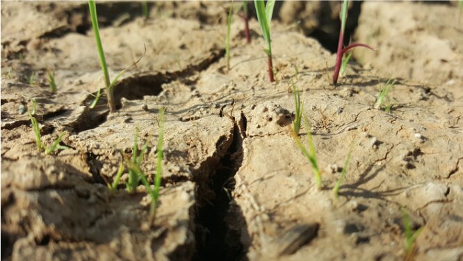 Quels outils agro-climatiques pour adapter les pratiques agricoles au changement climatique ?