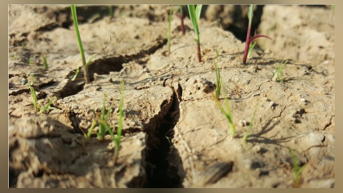 Quels outils agro-climatiques pour adapter les pratiques agricoles au changement climatique ?