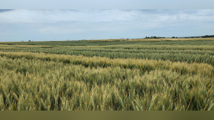 Semences, recherche, décarbonation… la filière blé dur se bat pour exister