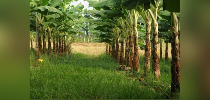Solagro met à jour la carte Adonis, l’empreinte des pesticides