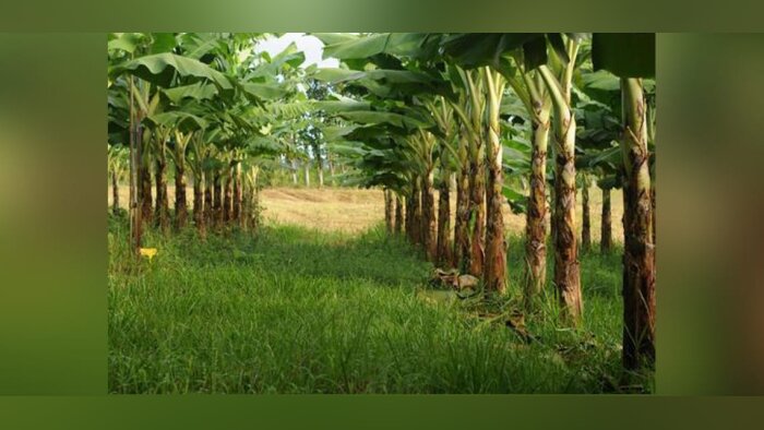 Solagro met à jour la carte Adonis, l’empreinte des pesticides