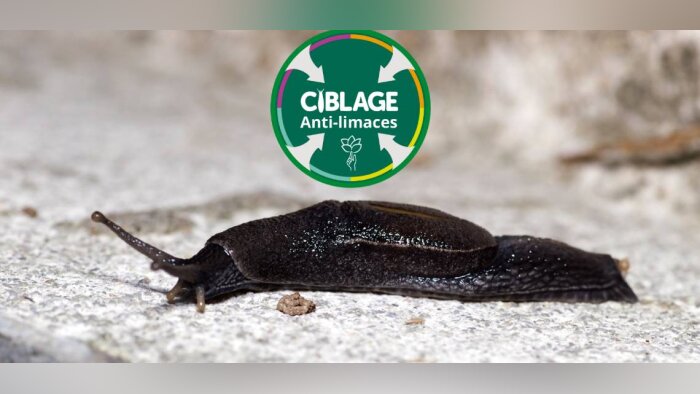 Suivre à la trace les limaces avec l’OAD Ciblage