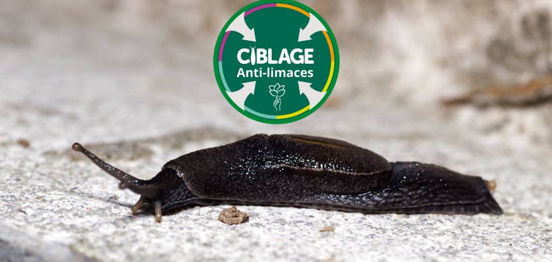 Suivre à la trace les limaces avec l’OAD Ciblage - © D.R.