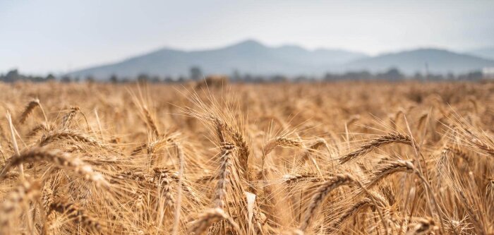 2,8 % de surfaces de céréales en moins en 2031, selon la Commission européenne