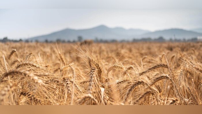 2,8 % de surfaces de céréales en moins en 2031, selon la Commission européenne