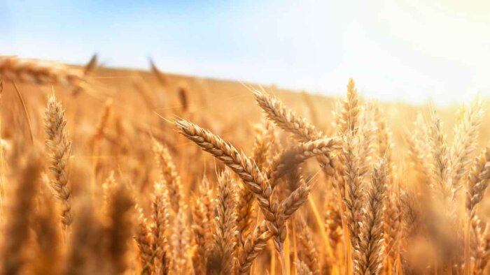 Soufflet Agriculture structure sa démarche RSE