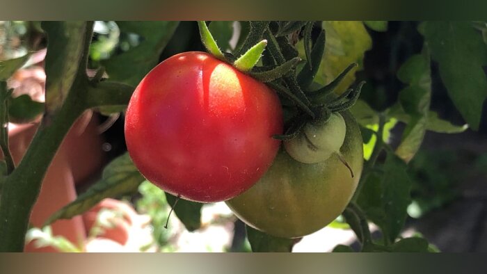 Cosmétique, la CAPL a la tomate dans la peau