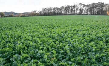Évaluer la biomasse du colza grâce au N-Pilot afin d’optimiser la fertilisation azotée - © D.R.