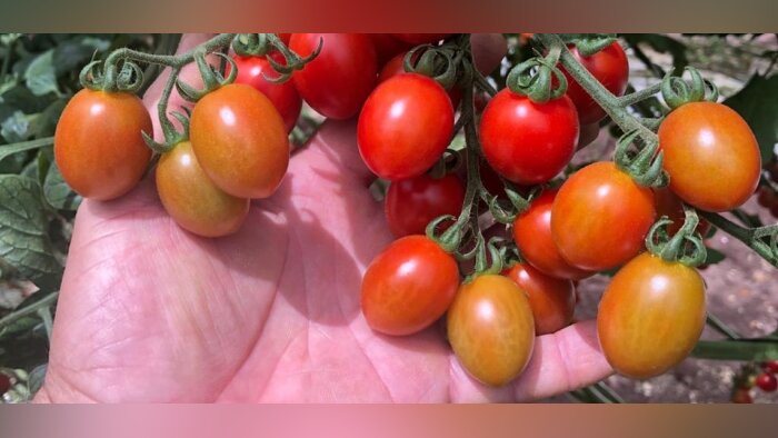 BASF lance de nouvelles variétés de semences de tomates résistantes au ToBRFV