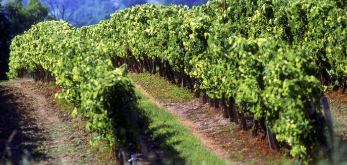 Neocoop s’ouvre à d’autres coopératives de Nouvelle-Aquitaine