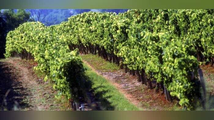 Neocoop s’ouvre à d’autres coopératives de Nouvelle-Aquitaine