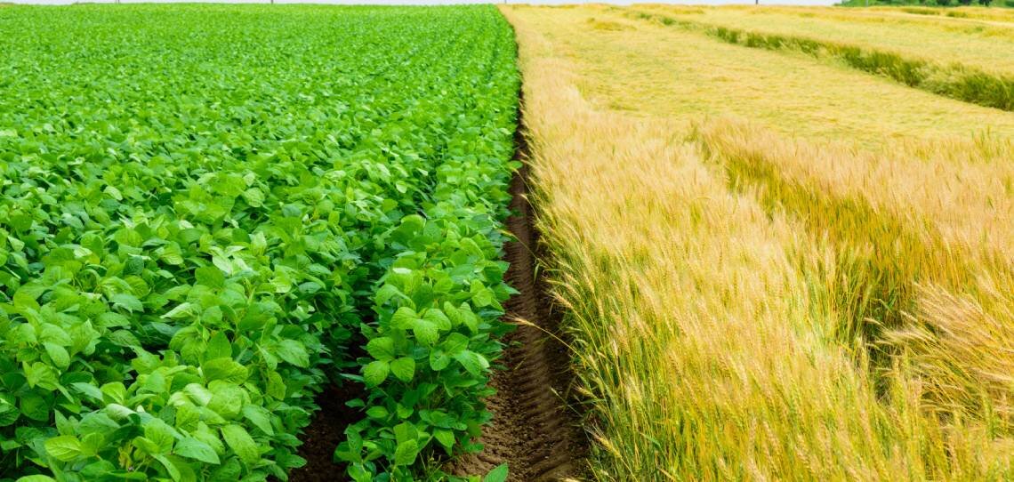 Les grandes cultures bénéficient désormais de Biosolutions - © D.R.