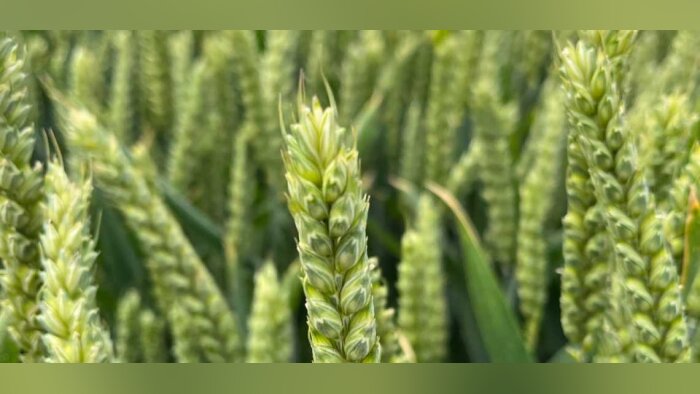 Amidonnerie : des volumes mis en œuvre en baisse de 13,46 %, selon l’Usipa