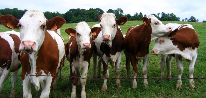 Des vaches de race montbéliarde. © CC Vincent Anciaux - © D.R.