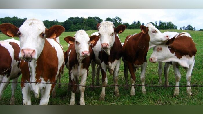 Des vaches de race montbéliarde. © CC Vincent Anciaux - © D.R.