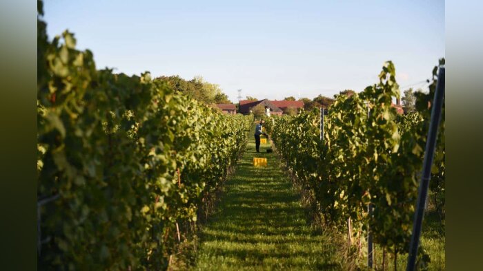 La vigne a été conduite plus haut que dans les régions méridionales, pour protéger les fruits du gel - © D.R.