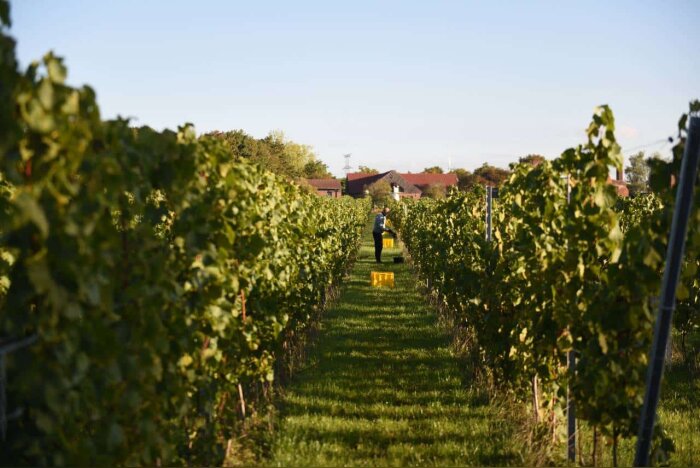 La vigne a été conduite plus haut que dans les régions méridionales, pour protéger les fruits du gel - © D.R.