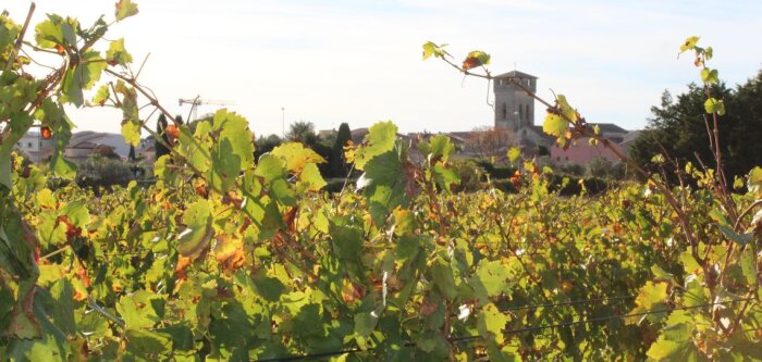 Biocontrôle, Philagro signe un accord avec Amoéba pour la vigne