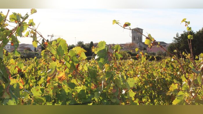 Pesticides, épandage aérien possible dans l’Aude et l’Hérault mais encadré
