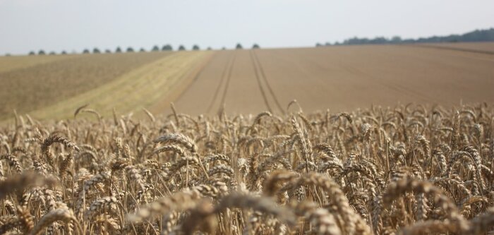 Céréales 2024 : des décisions stratégiques au cœur d’une campagne difficile