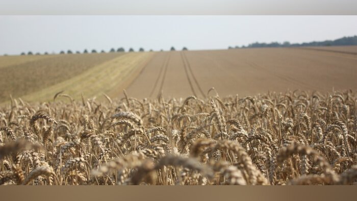 Céréales 2024 : des décisions stratégiques au cœur d’une campagne difficile