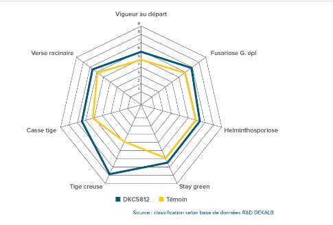 Un Maïs tardif G5 avec un potentiel de rendement exceptionnel, des épis jusqu’à 26 rangs, du jamais vu ! - © D.R.