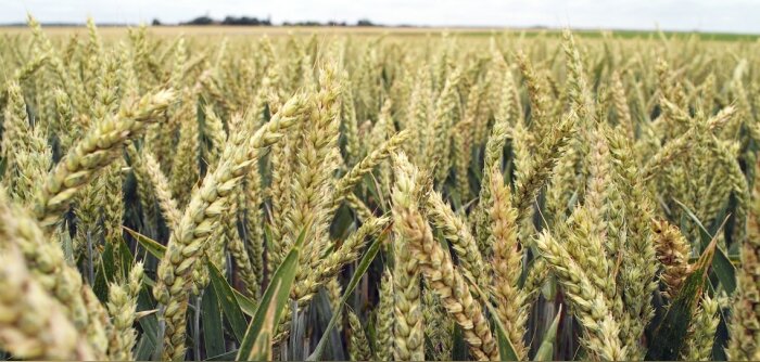FranceAgriMer prévoit une production de céréales en hausse