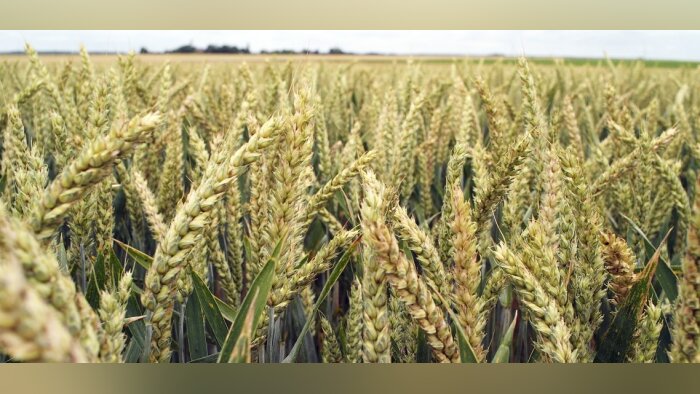 Veille de FranceAgriMer, la France au pied du podium mondial pour le blé
